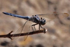 animal_01