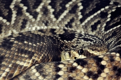 animal_02