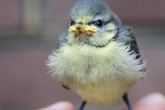 animal_03