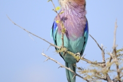 animal_06