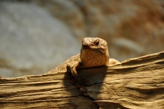 animal_13