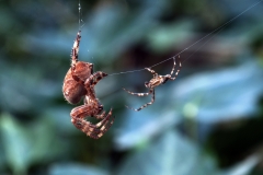 animal_14
