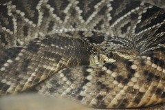 animal_16