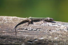 animal_17