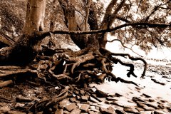 landscape_14