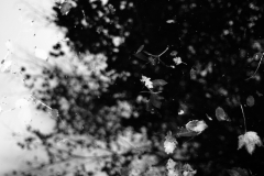 mono_06