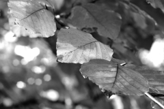 mono_07