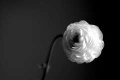 mono_10