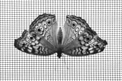 mono_28