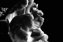 mono_34