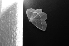 mono_38
