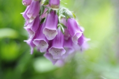 nature_02