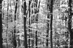 nature_04